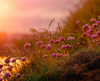 pexels raybilcliff 1579413