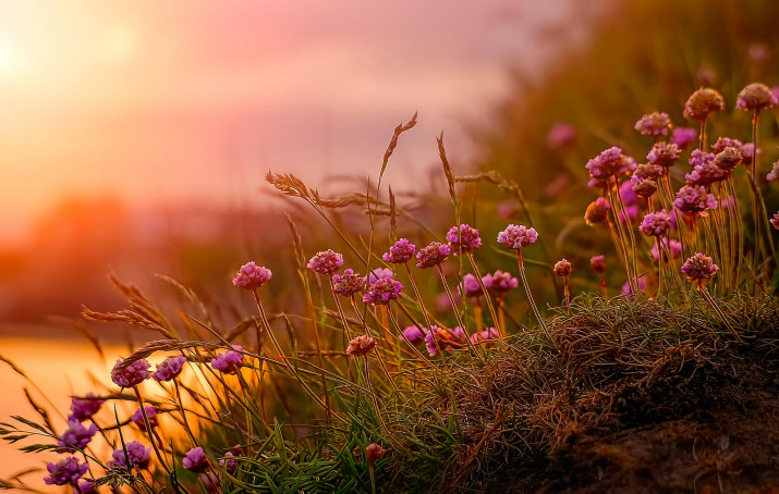 pexels raybilcliff 1579413